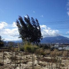 今日も強風が吹き荒れています