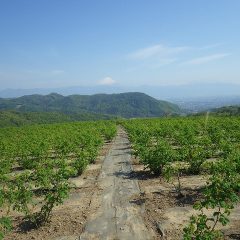 五月晴れのローズ畑