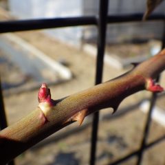 つるバラの芽はタケノコの様に日毎に伸びています