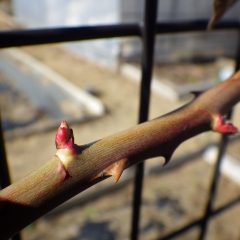 つるバラの芽はタケノコの様に日毎に伸びています