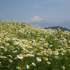 五月晴れ