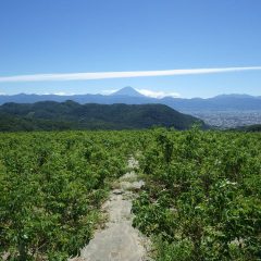 農場には台風並みの風が吹き荒れ、肌寒さを感じるほどです　　久し振りに富士山がクッキリと見えました