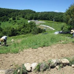 カモマイル・ジャーマン畑の除草作業