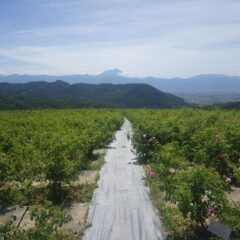 久々に晴れた農場のローズ畑から富士山が見えました