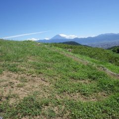 ほんの一ヶ月前に除草作業をしたばかりなのに畑は雑草で覆われています