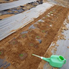 苗を植えたらタップリと灌水して定植完了