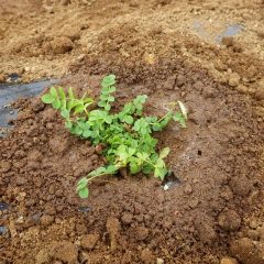 元気に育ってくれることでしょう