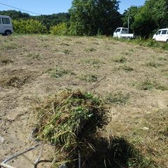 除草の終わったカモマイル・ジャーマン畑の草を片付けました