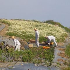 満開になったカモマイル畑の下ではアルベンシスミント畑の除草作業をしています