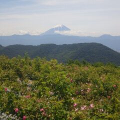 梅雨の晴れ間