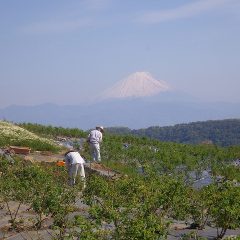 作業は富士山の見守る中、夕方まで続けられました