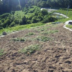 除草作業が終わったカモマイル・ジャーマン畑