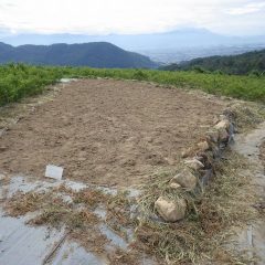 カモマイル・ジャーマン畑の除草した草を片付けました