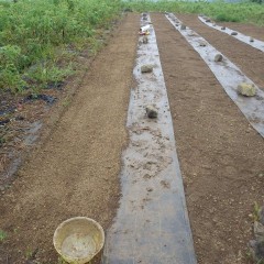 種を培養土に混ぜて直播きしました