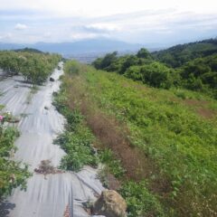 ローズの収穫作業も終わり、畑の周りから雑草が押し寄せて来ています