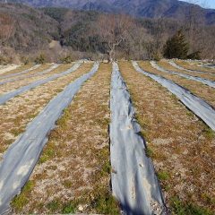 厳しい寒さに耐えているカモマイル・ジャーマン