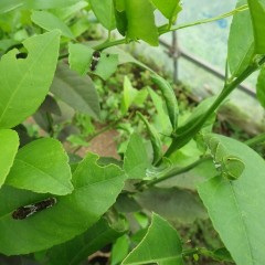 アゲハの幼虫もサラダバー状態（3匹の幼虫がお食事中ですが見つけられるかな？）