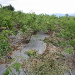 ローズ畑も再び雑草がビッシリと生えてしまいました