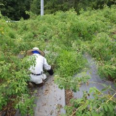 ローズの茂った枝に埋もれながら除草作業を一からやり直しです