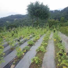 今日もブラックマロウは沢山の花を咲かせています