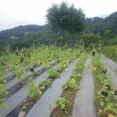 今日もブラックマロウは沢山の花を咲かせています