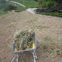 次の畑の草片付け