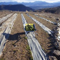 発芽率の悪いカモマイル・ジャーマン畑に移植します