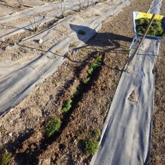 根を傷めない様に丁寧に植えて行きます