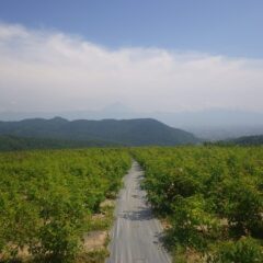 薄っすらと富士山が浮かぶ農場のローズ畑