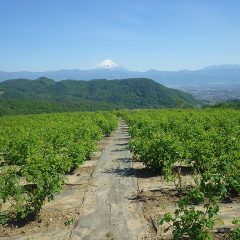 五月晴れのローズ畑
