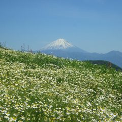 満開になったカモマイル・ジャーマン畑、来週から収穫を始める予定です