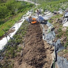 アルベンシスミント畑では畑を起こして除草＆植え替え作業中