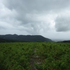 台風の影響で雨が降ったり止んだりを繰り返しているローズ畑