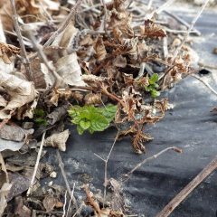 こちらはスペアミントの新芽