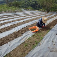 農場では除草作業が続いています