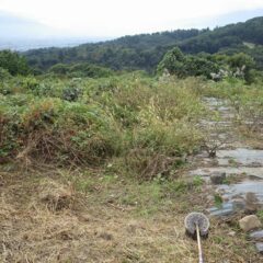 ローズ畑周囲の草刈り作業の続きです