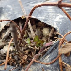 お目覚めのペパーミントの新芽