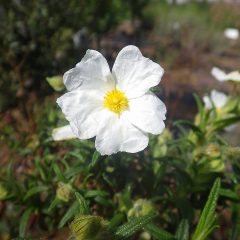 ロックローズの花も咲いています