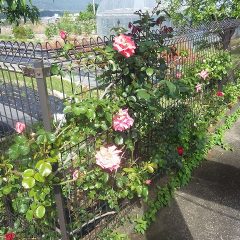 事務局前のフェンスに這わせたつるバラ