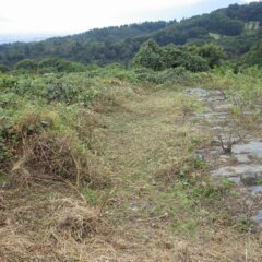 この面も雑草との緩衝帯を確保