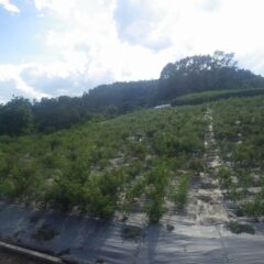 ローズ畑では日が傾くまで除草作業が行われています