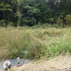 雑草に覆われてしまったヨモギ畑