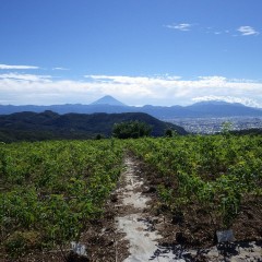 秋晴れの空にクッキリと富士山が顔を出しました