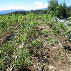 ローズ畑では除草作業が続けられています