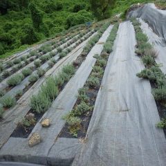 除草の終わったラベンダー畑