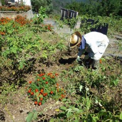 汗だくになりながらの除草作業です