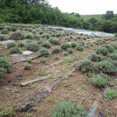 この雨で雑草が息を吹き返さない事を願います