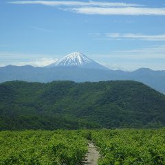 真夏日になった農場のローズ畑
