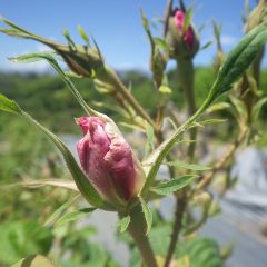 農場のローズももうすぐ花開きそうです