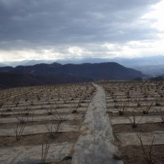 農場にはどんよりとした雲が垂れ込めています